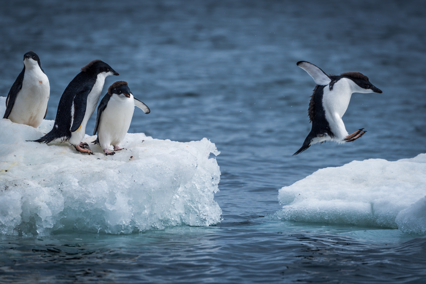 Profisport: Pinguine müssen Risikozuschläge für Unfallversicherung zahlen